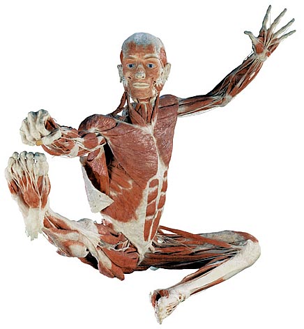 Gunther Von Hagens - Body Worlds