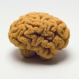 Sponge Brain