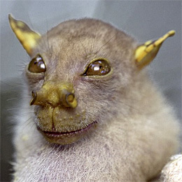 Yoda bat