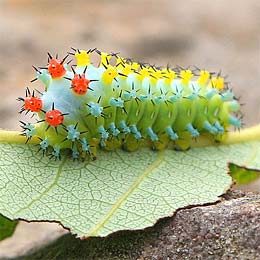 Colourful caterpillars