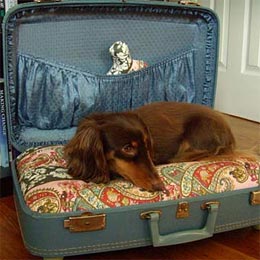 Suitcase dog bed